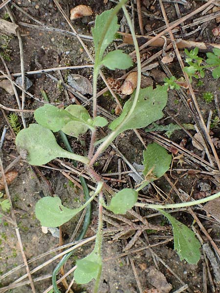 Bellis annua / Annual Daisy, GR Athen, Mount Egaleo 10.4.2019