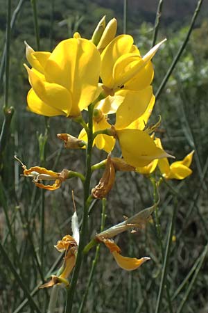 Cytisus scoparius \ Besen-Ginster, GR Peloponnes, Kalavryta 20.5.2024
