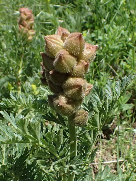 Biebersteinia orphanidis \ Biebersteinia / Biebersteinia, GR Peloponnes, Saitas 19.5.2024