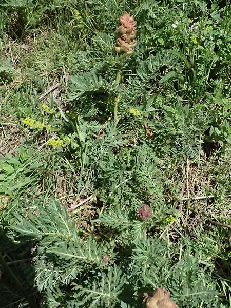 Biebersteinia orphanidis \ Biebersteinia / Biebersteinia, GR Peloponnes, Saitas 19.5.2024