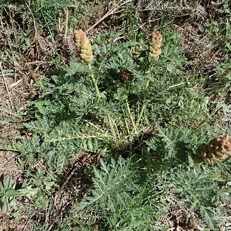 Biebersteinia orphanidis \ Biebersteinia / Biebersteinia, GR Peloponnes, Saitas 19.5.2024