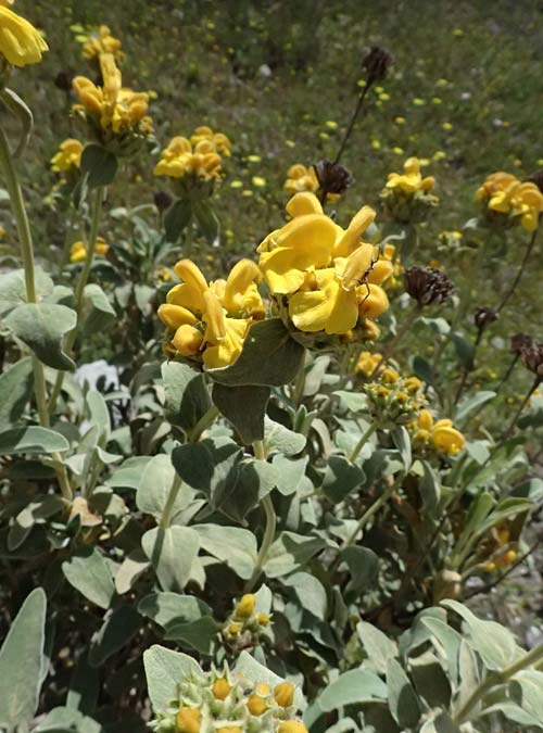 Phlomis fruticosa \ Strauchiges Brandkraut / Jerusalem Sage, GR Peloponnes, Saitas 19.5.2024
