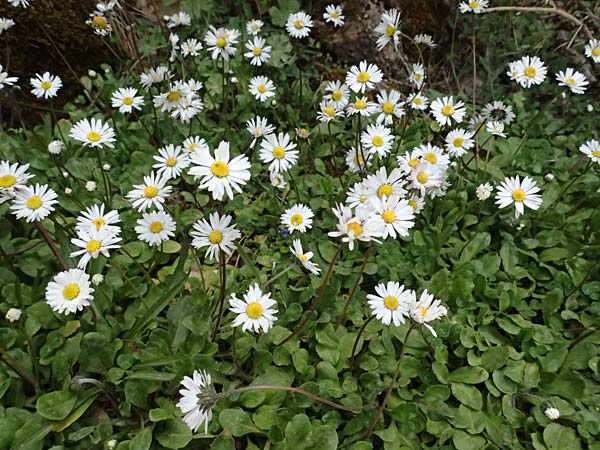 Bellis sylvestris / Southern Daisy, GR Peloponnes, Mt. Kyllini, Limni Dasiou 21.5.2024