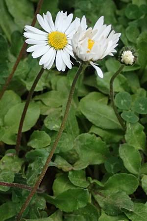 Bellis sylvestris / Southern Daisy, GR Peloponnes, Mt. Kyllini, Limni Dasiou 21.5.2024