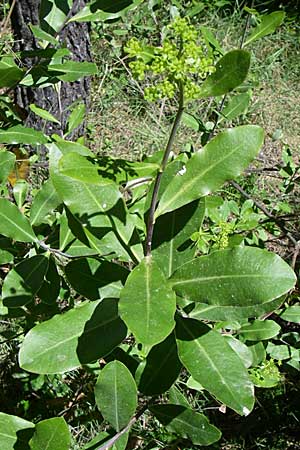 Bupleurum fruticosum \ Strauchiges Hasenohr / Shrubby Hare's Ear, GR Parnitha 22.5.2008
