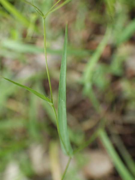 Bupleurum trichopodum / Bracted Hare's Ear, GR Athen, Mount Egaleo 10.4.2019