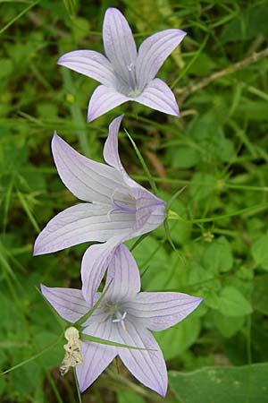 Campanula spatulata subsp. spruneriana \ Spruners Glockenblume / Spruner's Bellflower, GR Igoumenitsa 13.5.2008