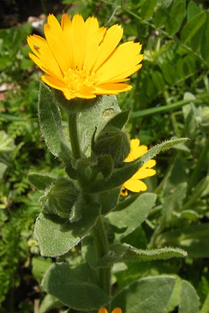 Calendula arvensis \ Acker-Ringelblume, GR Peloponnes, Figalia 29.3.2013