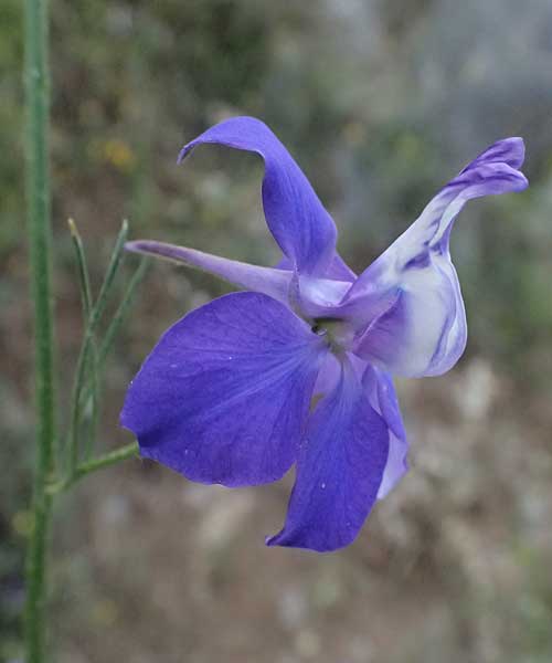 Delphinium ajacis \ Garten-Rittersporn, GR Peloponnes, Mt. Kyllini, Steno 19.5.2024