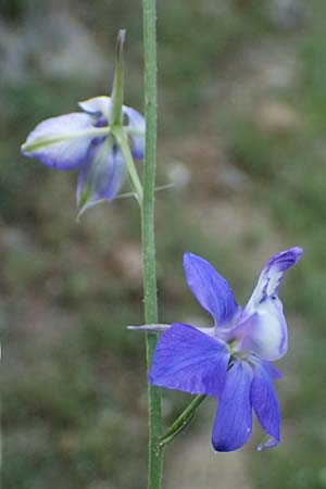 Delphinium ajacis \ Garten-Rittersporn, GR Peloponnes, Mt. Kyllini, Steno 19.5.2024