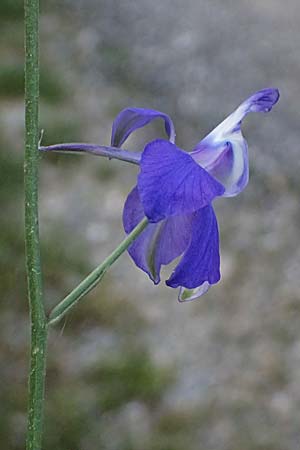 Delphinium ajacis \ Garten-Rittersporn, GR Peloponnes, Mt. Kyllini, Steno 19.5.2024
