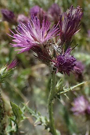 Carduus pycnocephalus \ Knuelkpfige Distel / Plymouth Thistle, GR Peloponnes, Kalavryta 23.5.2024