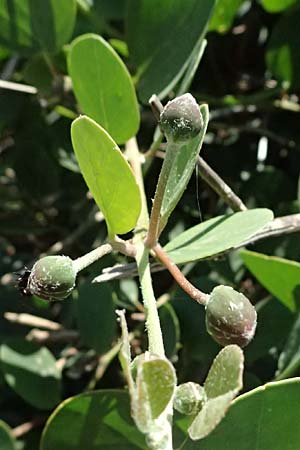 Capparis spinosa subsp. rupestris \ stlicher Kapernstrauch, GR Peloponnes, Stoupa 24.5.2024