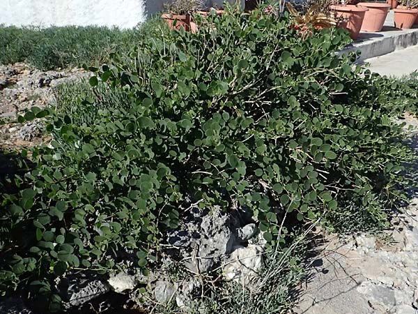 Capparis spinosa subsp. rupestris \ stlicher Kapernstrauch, GR Peloponnes, Stoupa 24.5.2024