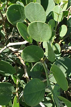 Capparis spinosa subsp. rupestris \ stlicher Kapernstrauch, GR Peloponnes, Stoupa 24.5.2024