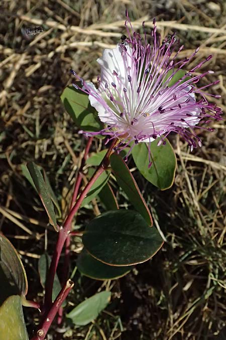 Capparis spinosa var. canescens \ Sizilianischer Kapernstrauch, GR Peloponnes, Stoupa 31.5.2024