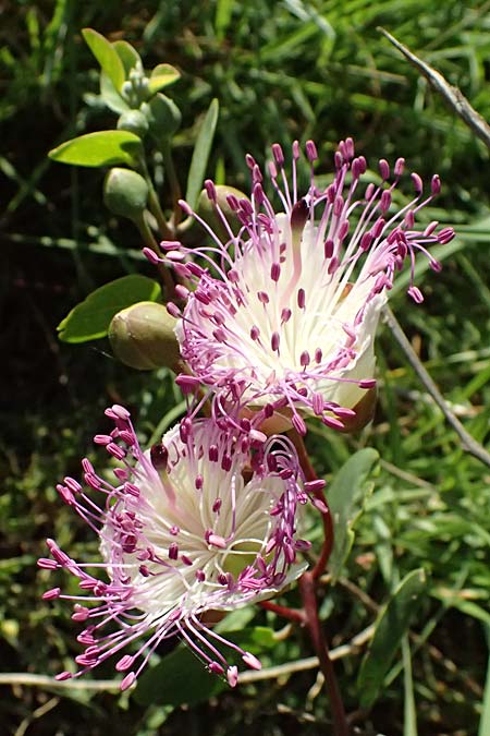 Capparis spinosa var. canescens \ Sizilianischer Kapernstrauch, GR Peloponnes, Stoupa 31.5.2024