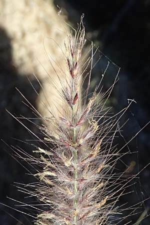 Cenchrus alopecuroides \ Japanisches Lampenputzer-Gras, GR Peloponnes, Stoupa 1.6.2024