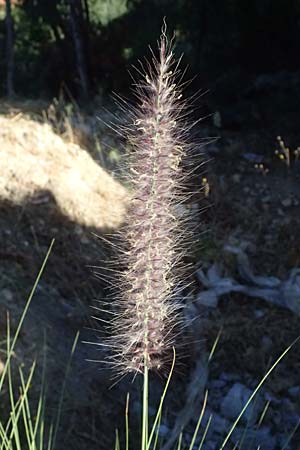 Cenchrus alopecuroides \ Japanisches Lampenputzer-Gras, GR Peloponnes, Stoupa 1.6.2024