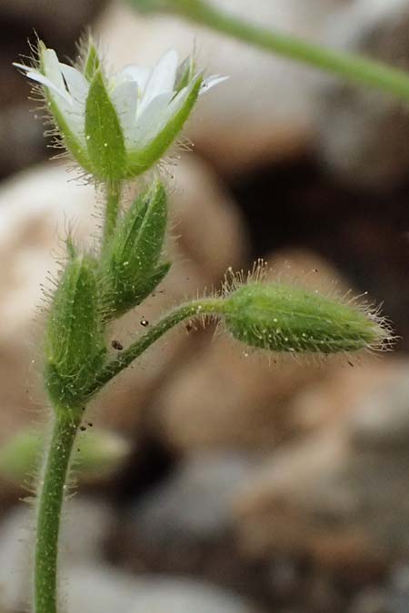Cerastium brachypetalum subsp. roeseri \ Rsers Hornkraut / Roeser's Grey Mouse-Ear, GR Peloponnes, Chelmos 18.5.2024