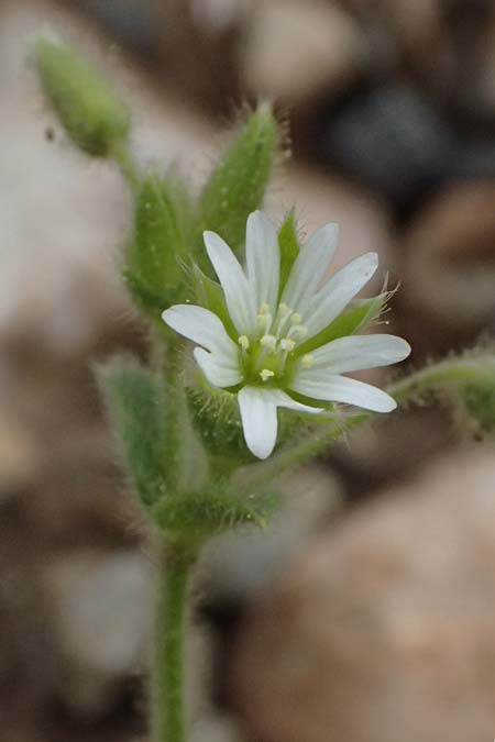 Cerastium brachypetalum subsp. roeseri \ Rsers Hornkraut / Roeser's Grey Mouse-Ear, GR Peloponnes, Chelmos 18.5.2024