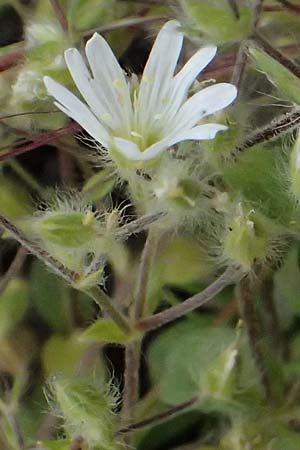 Cerastium brachypetalum subsp. atheniense \ Athener Hornkraut / Athens Mouse-Ear, GR Peloponnes, Taygetos 27.5.2024