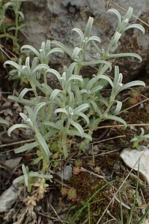 Cerastium candidissimum \ Griechischer Silber-Teppich, GR Peloponnes, Chelmos 18.5.2024
