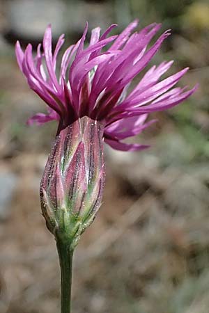 Crupina crupinastrum \ Echter Schlupfsame, GR Peloponnes, Saitas 19.5.2024