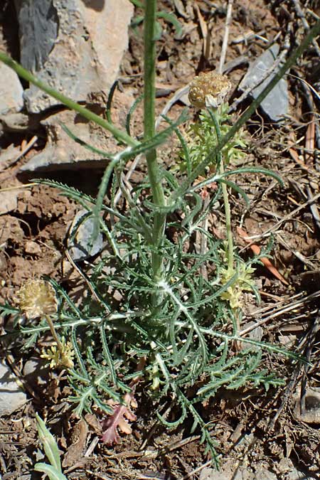 Crupina crupinastrum \ Echter Schlupfsame, GR Peloponnes, Saitas 19.5.2024