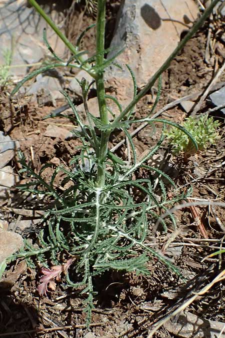 Crupina crupinastrum \ Echter Schlupfsame, GR Peloponnes, Saitas 19.5.2024