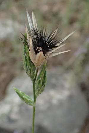 Crupina crupinastrum \ Echter Schlupfsame, GR Peloponnes, Diakopto 20.5.2024