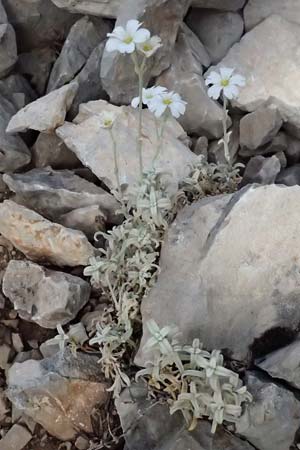 Cerastium candidissimum \ Griechischer Silber-Teppich, GR Peloponnes, Mt. Kyllini, Ziria 21.5.2024