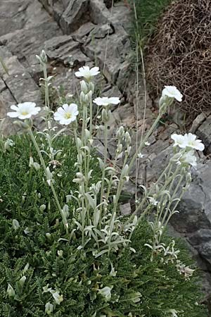 Cerastium candidissimum \ Griechischer Silber-Teppich, GR Peloponnes, Taygetos 27.5.2024