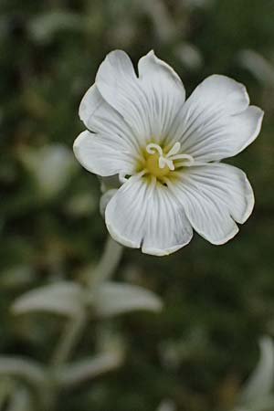 Cerastium candidissimum \ Griechischer Silber-Teppich, GR Peloponnes, Taygetos 27.5.2024