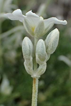Cerastium candidissimum \ Griechischer Silber-Teppich, GR Peloponnes, Taygetos 27.5.2024