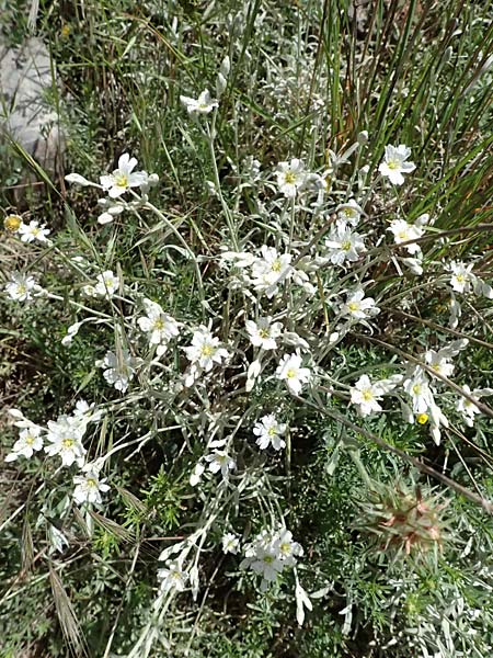 Cerastium candidissimum \ Griechischer Silber-Teppich, GR Peloponnes, Saitas 19.5.2024