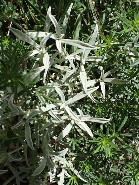 Cerastium candidissimum \ Griechischer Silber-Teppich, GR Peloponnes, Saitas 19.5.2024