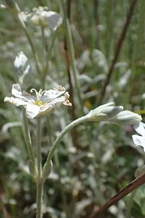 Cerastium candidissimum \ Griechischer Silber-Teppich, GR Peloponnes, Saitas 19.5.2024