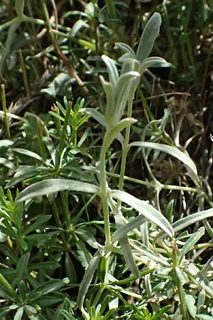 Cerastium candidissimum \ Griechischer Silber-Teppich, GR Peloponnes, Saitas 19.5.2024
