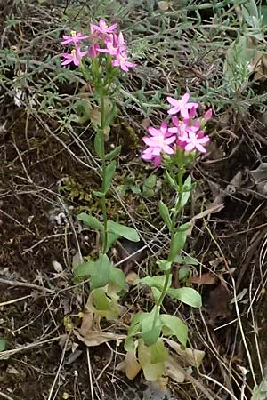 Centaurium erythraea \ Echtes Tausendgldenkraut / Common Centaury, GR Peloponnes, Taygetos, Viros - Schlucht / Gorge 25.5.2024