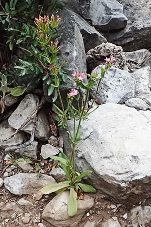 Centaurium erythraea \ Echtes Tausendgldenkraut / Common Centaury, GR Peloponnes, Taygetos, Viros - Schlucht / Gorge 29.5.2024