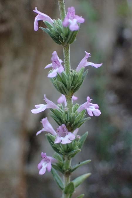 Micromeria juliana \ Sankt Julian-Steinminze / Saint Julian Savory, GR Peloponnes, Mt. Kyllini, Steno 19.5.2024