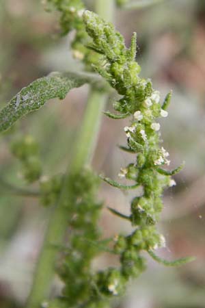 Dysphania ambrosioides \ Wohlriechender Drsengnsefu, Jesuiten-Tee / West-Indian Goosefoot, Mexican Tea, GR Euboea (Evia), Kalianou 29.8.2014