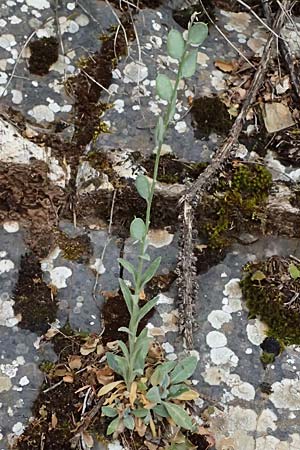 Fibigia clypeata \ Echte Schildkresse / Roman Shields, GR Peloponnes, Taygetos 27.5.2024
