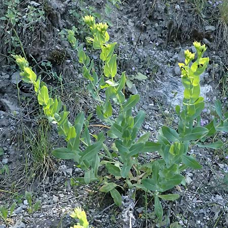 Cerinthe minor \ Kleine Wachsblume / Lesser Honeywort, GR Peloponnes, Saitas 22.5.2024