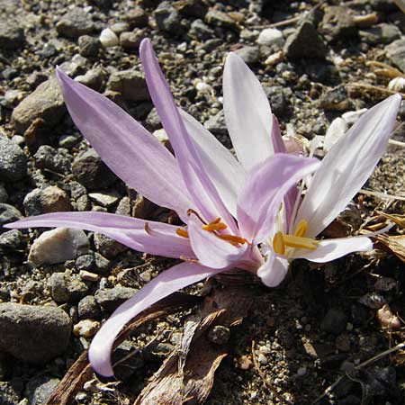Colchicum lingulatum \ Znglein-Zeitlose / Tongue Autumn Crocus, GR Parnitha 1.9.2014