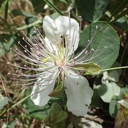 Capparis spinosa subsp. rupestris \ stlicher Kapernstrauch, GR Peloponnes, Diakopto 20.5.2024