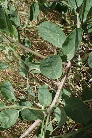 Capparis spinosa subsp. rupestris \ stlicher Kapernstrauch, GR Peloponnes, Diakopto 20.5.2024