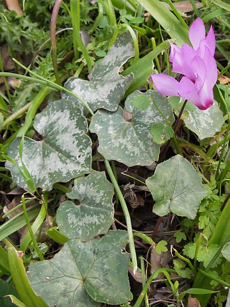 Cyclamen peloponnesiacum \ Peloponnes-Alpenveilchen / Peloponnese Cyclamen, GR Peloponnes, Taygetos 30.3.2013