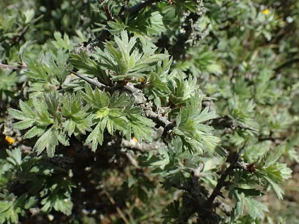 Crataegus pycnoloba \ Kleinlappiger Weidorn / Small-Lobed Hawthorn, GR Peloponnes, Saitas 19.5.2024